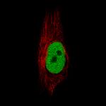 Anillin Antibody in Immunocytochemistry (ICC/IF)