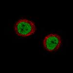 Anillin Antibody in Immunocytochemistry (ICC/IF)