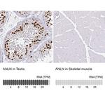 Anillin Antibody