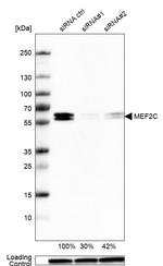 MEF2C Antibody