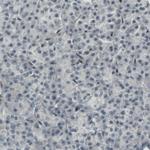 MEF2C Antibody in Immunohistochemistry (Paraffin) (IHC (P))