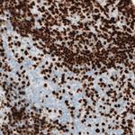 MEF2C Antibody in Immunohistochemistry (Paraffin) (IHC (P))