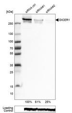 Dicer Antibody