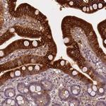 Apolipoprotein A4 Antibody in Immunohistochemistry (Paraffin) (IHC (P))