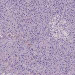 Apolipoprotein A4 Antibody in Immunohistochemistry (Paraffin) (IHC (P))