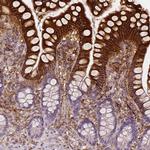 Apolipoprotein A4 Antibody in Immunohistochemistry (Paraffin) (IHC (P))