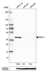 ERCC1 Antibody