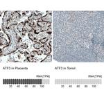 ATF3 Antibody