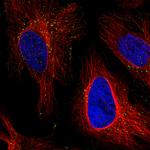 VPS26A Antibody in Immunocytochemistry (ICC/IF)