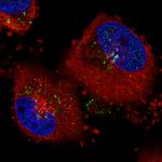 VPS26A Antibody in Immunocytochemistry (ICC/IF)