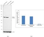 VPS26A Antibody in Western Blot (WB)