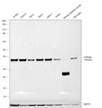 VPS26A Antibody in Western Blot (WB)