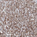 PMP70 Antibody in Immunohistochemistry (Paraffin) (IHC (P))