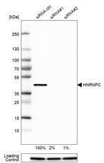 hnRNP C Antibody