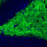 VGLUT1 Antibody in Immunohistochemistry (Paraffin) (IHC (P))