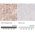 CNPase Antibody in Immunohistochemistry (Paraffin) (IHC (P))