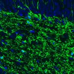 CNPase Antibody in Immunohistochemistry (Paraffin) (IHC (P))