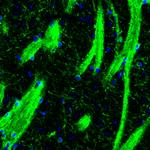 CNPase Antibody in Immunohistochemistry (Paraffin) (IHC (P))