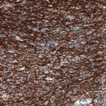 CNPase Antibody in Immunohistochemistry (Paraffin) (IHC (P))