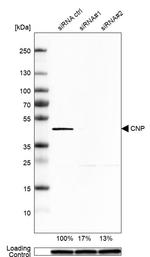 CNPase Antibody