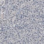 GAD67 Antibody in Immunohistochemistry (Paraffin) (IHC (P))