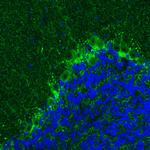 GAD67 Antibody in Immunohistochemistry (Paraffin) (IHC (P))