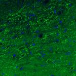 GAD67 Antibody in Immunohistochemistry (Paraffin) (IHC (P))