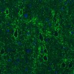 GAD67 Antibody in Immunohistochemistry (Paraffin) (IHC (P))