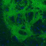 GAD67 Antibody in Immunohistochemistry (Paraffin) (IHC (P))