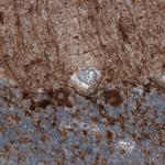 GAD67 Antibody in Immunohistochemistry (Paraffin) (IHC (P))