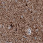 GAD67 Antibody in Immunohistochemistry (Paraffin) (IHC (P))