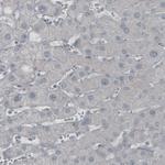 GAD67 Antibody in Immunohistochemistry (Paraffin) (IHC (P))