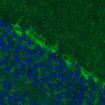 GAD67 Antibody in Immunohistochemistry (Paraffin) (IHC (P))