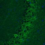 GAD67 Antibody in Immunohistochemistry (Paraffin) (IHC (P))