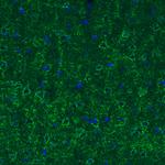 GAD67 Antibody in Immunohistochemistry (Paraffin) (IHC (P))