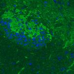 GAD67 Antibody in Immunohistochemistry (Paraffin) (IHC (P))