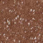 VGLUT2 Antibody in Immunohistochemistry (Paraffin) (IHC (P))