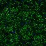 VGLUT2 Antibody in Immunohistochemistry (Paraffin) (IHC (P))