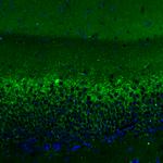 VGLUT2 Antibody in Immunohistochemistry (Paraffin) (IHC (P))