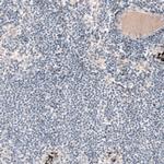 Laminin alpha-1 Antibody in Immunohistochemistry (Paraffin) (IHC (P))