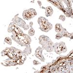 ChAT Antibody in Immunohistochemistry (Paraffin) (IHC (P))