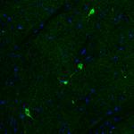 ChAT Antibody in Immunohistochemistry (Paraffin) (IHC (P))