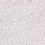 ChAT Antibody in Immunohistochemistry (Paraffin) (IHC (P))