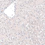 GRHL2 Antibody in Immunohistochemistry (Paraffin) (IHC (P))