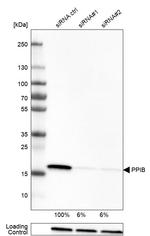 Cyclophilin B Antibody