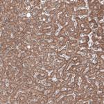 RBCK1 Antibody in Immunohistochemistry (Paraffin) (IHC (P))