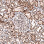 USP30 Antibody in Immunohistochemistry (Paraffin) (IHC (P))