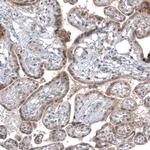 USP30 Antibody in Immunohistochemistry (Paraffin) (IHC (P))