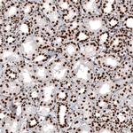 Histone Macro-H2A.1 Antibody in Immunohistochemistry (Paraffin) (IHC (P))