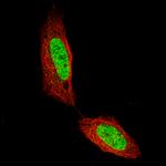 CUX1 Antibody in Immunocytochemistry (ICC/IF)